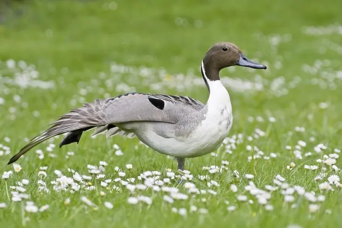 Framed Print : Pintail duck (Anas acuta) on a green meadow with daisies in spring Framed Print : Pintail duck (Anas acuta) on a green meadow with daisies in spring