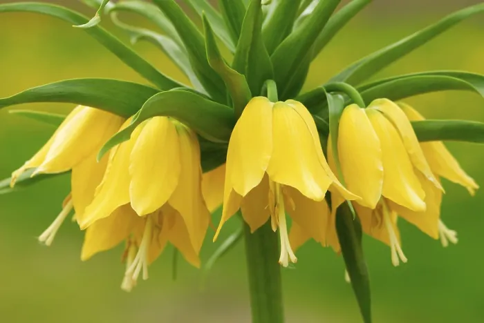 Framed Print : Pinto butterfly (Fritillaria imperialis)