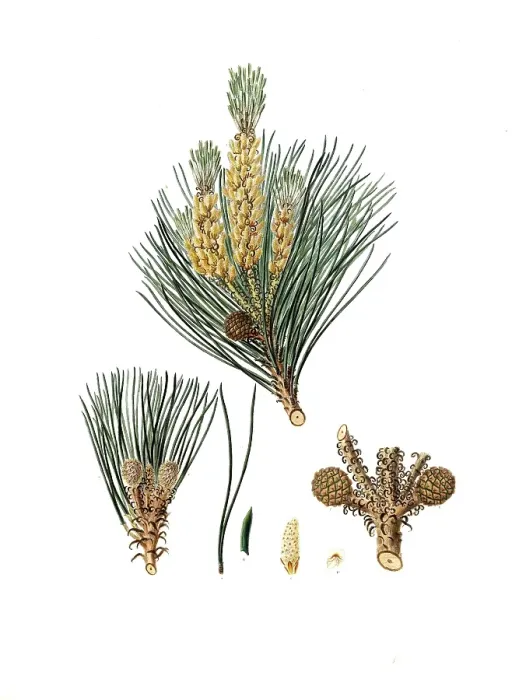 Framed Print : Pinus pinea, Italian stone pine, Mediterranean stone pine, umbrella pine and parasol pine, tree, digitally enhanced reproduction of an original by Aylmer Bourke Lambert (1761 - 1842), English botanist, published around 1810 Framed Print : Pinus pinea, Italian stone pine, Mediterranean stone pine, umbrella pine and parasol pine, tree, digitally enhanced reproduction of an original by Aylmer Bourke Lambert (1761 - 1842), English botanist, published around 1810