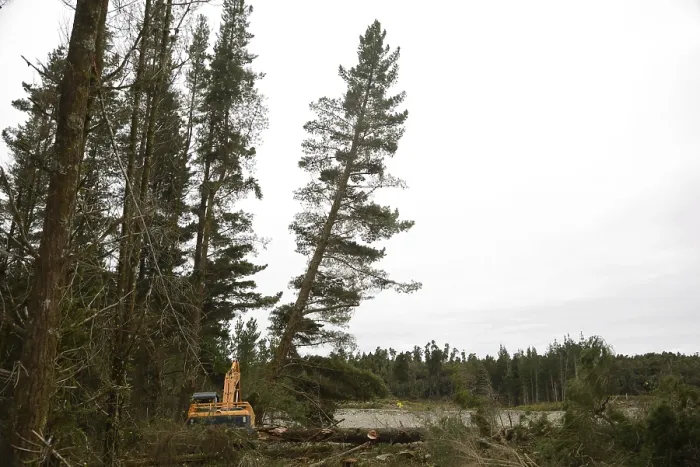 Framed Print : A Pinus radiata tree is felled by an autocutter at a milling site in exotic forest on the West Coast Framed Print : A Pinus radiata tree is felled by an autocutter at a milling site in exotic forest on the West Coast