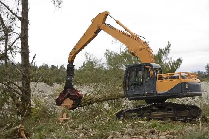 Framed Print : A Pinus radiata tree is felled by an autocutter at a milling site in exotic forest on the West Coast Framed Print : A Pinus radiata tree is felled by an autocutter at a milling site in exotic forest on the West Coast