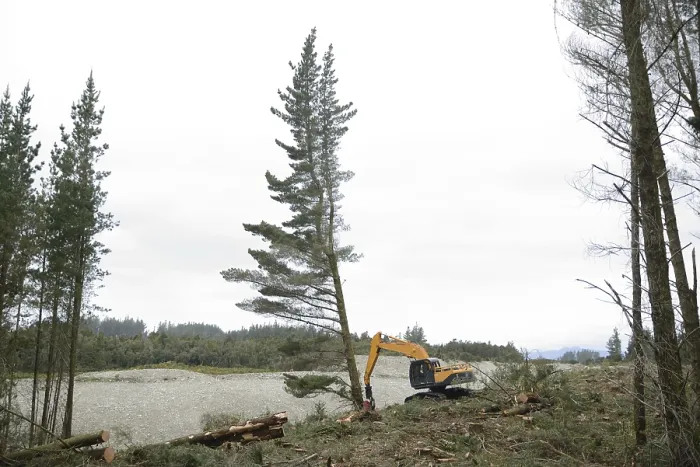 Framed Print : A Pinus radiata tree is felled by an autocutter at a milling site in exotic forest on the West Coast