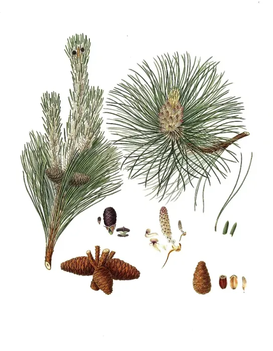 Framed Print : Pinus resinosa, Pinus resinosa, Pitch pine, tree, digitally enhanced reproduction of an original by Aylmer Bourke Lambert (1761 - 1842), English botanist, published around 1810 Framed Print : Pinus resinosa, Pinus resinosa, Pitch pine, tree, digitally enhanced reproduction of an original by Aylmer Bourke Lambert (1761 - 1842), English botanist, published around 1810