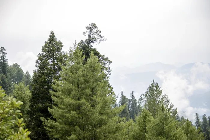 Framed Print : Pinus Roxburghii Tree on the Mountains in Nathia Gali