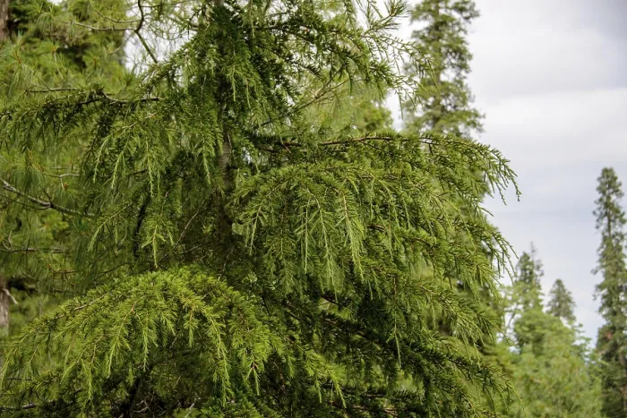 Framed Print : Pinus Roxburghii Tree on the Mountains in Nathia Gali