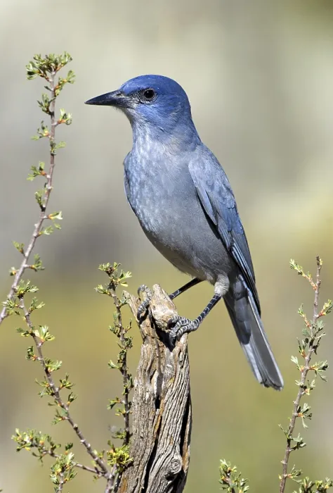 Framed Print : Pinyon Jay (Gymnorhinus cyanocephalus) Framed Print : Pinyon Jay (Gymnorhinus cyanocephalus)