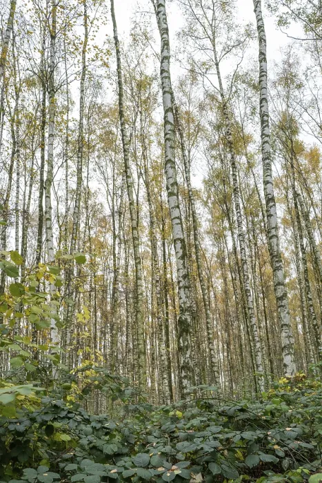 Framed Print : Pioneer plant, new birch forest emerges