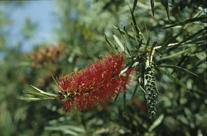 Framed Print : Pipe cleaner (Callistemon sp.)