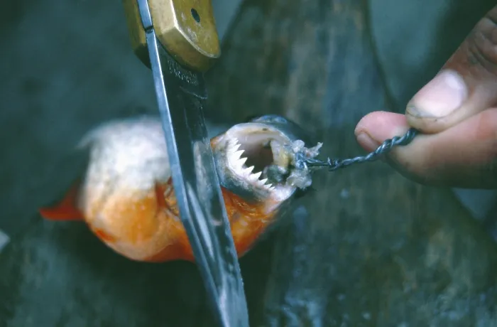 Framed Print : A piranha caught at Iquitos shows his teeth Framed Print : A piranha caught at Iquitos shows his teeth