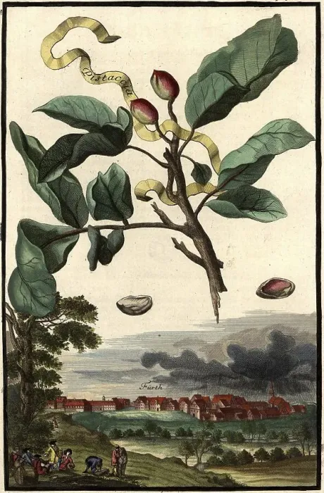 Framed Print : Pistaccia Pistacia and View of Fuerth