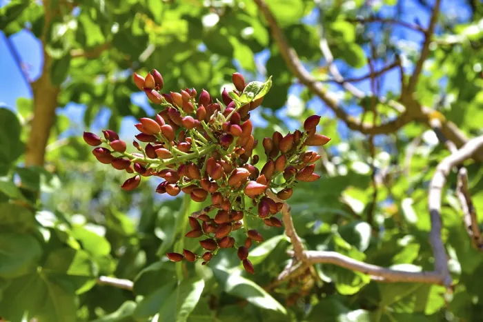 Framed Print : Pistachios (Pistacia) on a pistachio tree (Pistacia vera) in Sicily