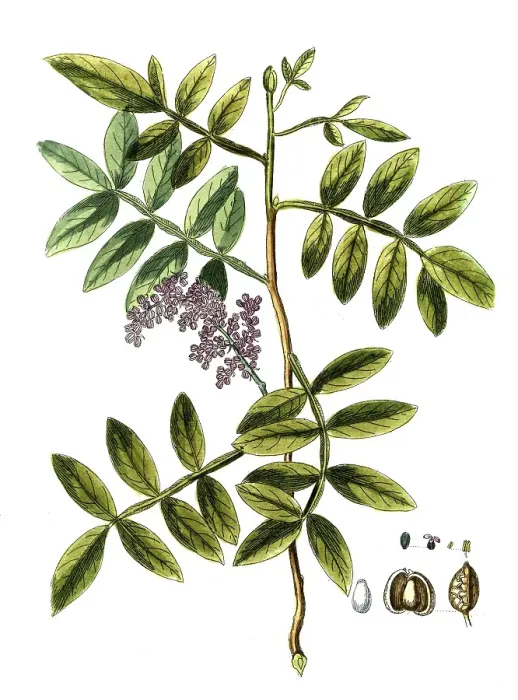 Framed Print : Pistacia terebinthus, turpentine pistachio