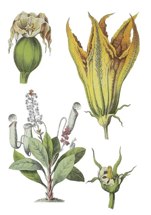 Framed Print : Pitcher plant, Nepenthes mirabilis (bottom left)