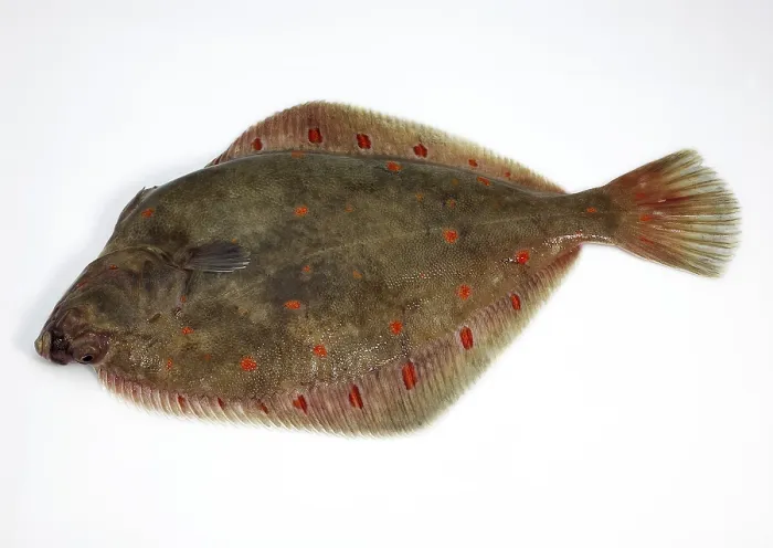 Framed Print : Plaice, European plaice (pleuronectes platessa) Framed Print : Plaice, European plaice (pleuronectes platessa)