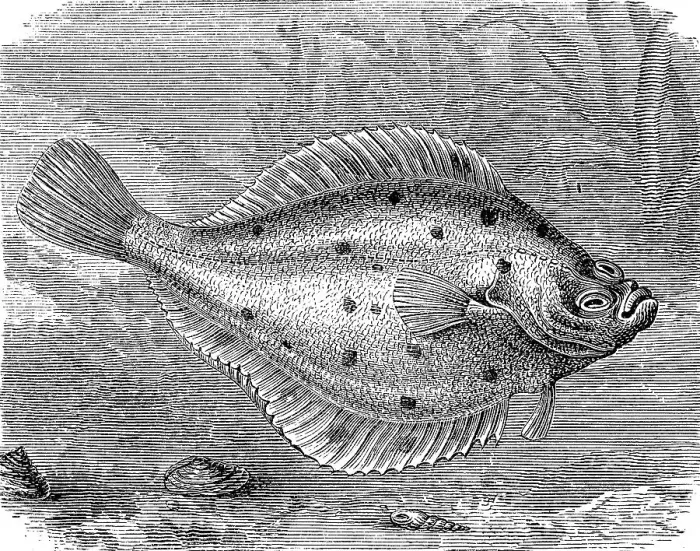 Framed Print : Plaice or turbot, Pleuronectes platessa Framed Print : Plaice or turbot, Pleuronectes platessa