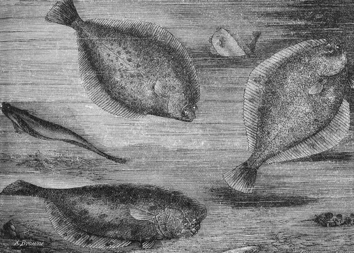 Framed Print : Plaice or turbot (Pleuronectes platessa)