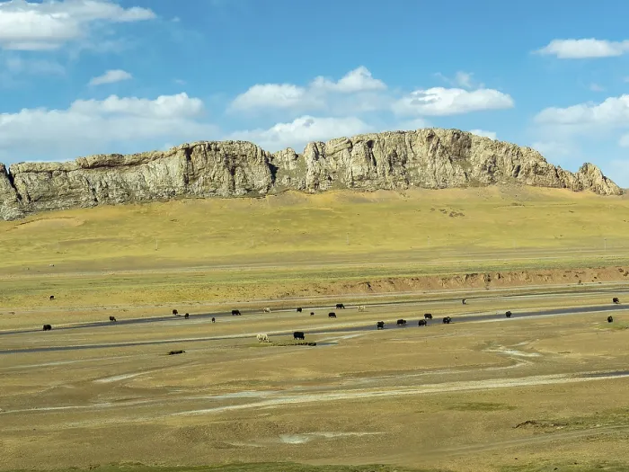 Framed Print : Plains with grazing yaks in the highlands of Tibet along the Tibet railway Framed Print : Plains with grazing yaks in the highlands of Tibet along the Tibet railway