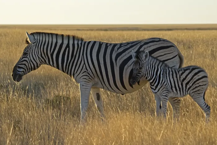 Framed Print : Plains Zebra, Common Zebra, Burchell's Zebra (Equus quagga burchelli)