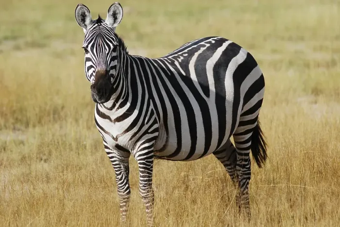 Framed Print : Plains Zebra (Equus burchelli)