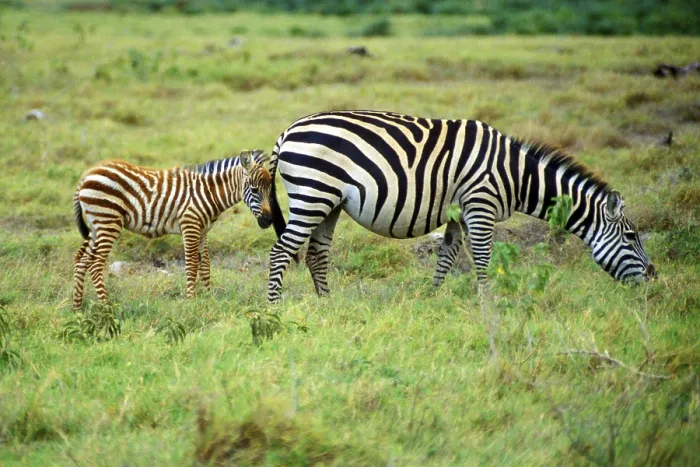 Framed Print : Plains zebra (Equus quagga) with foal in Amboseli National Park Framed Print : Plains zebra (Equus quagga) with foal in Amboseli National Park