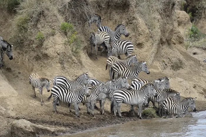 Framed Print : Plains zebra (Equus quagga), herd during migration