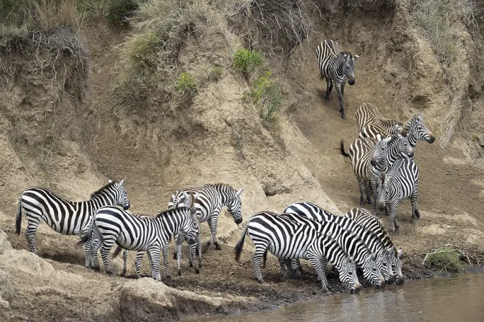 Framed Print : Plains zebra (Equus quagga), herd during migration