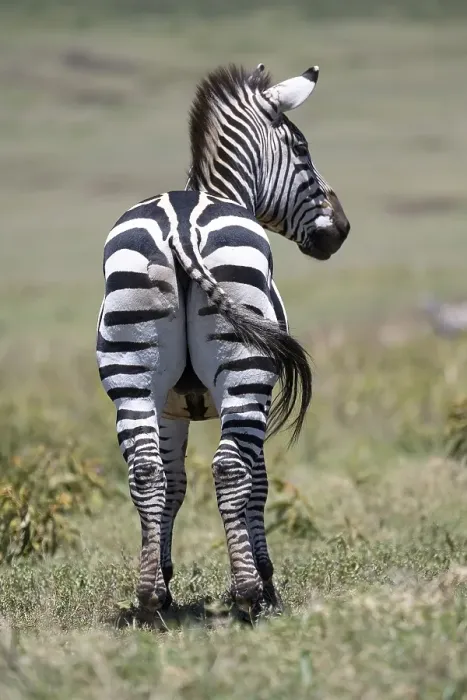 Framed Print : Plains zebra (Equus quagga) or horse zebra