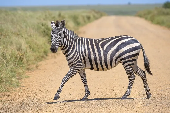 Framed Print : Plains zebra (Equus quagga) or horse zebra