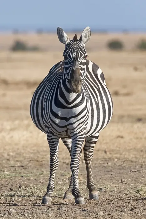 Framed Print : Plains zebra (Equus quagga), pregnant mare