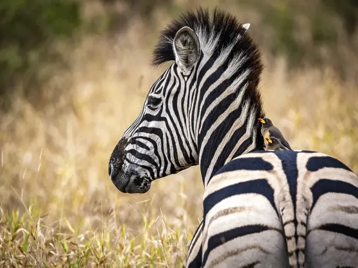 Framed Print : Plains zebra (Equus quagga) with red-billed oxpecker (Buphagus erythrorynchus) on its back