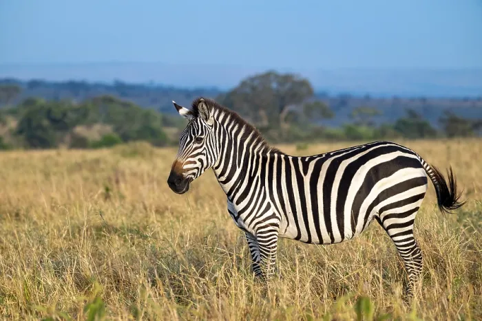 Framed Print : Plains zebra (Equus quagga) in the savannah Framed Print : Plains zebra (Equus quagga) in the savannah