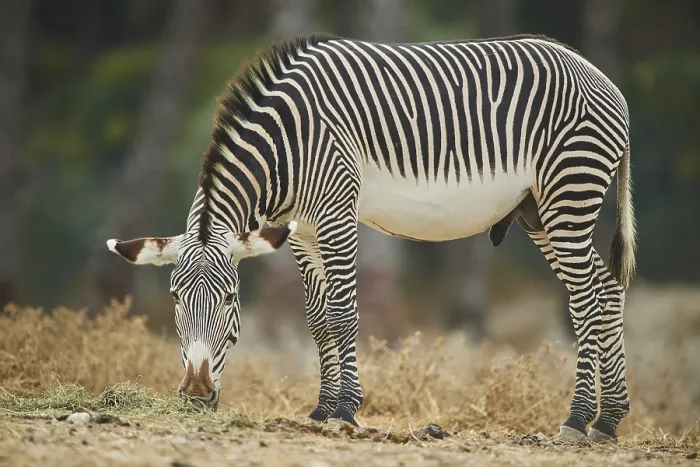 Framed Print : Plains zebra (Equus quagga) standing in the dessert