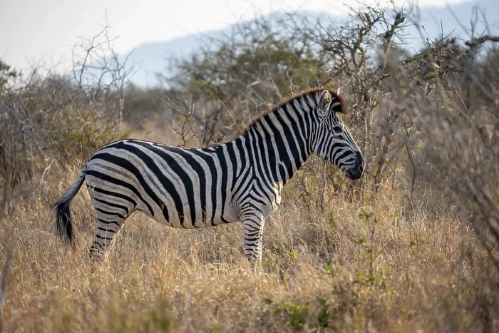 Framed Print : Plains zebra (Equus quagga) in tall grass