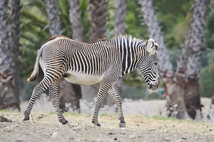 Framed Print : Plains zebra (Equus quagga) walking in the dessert