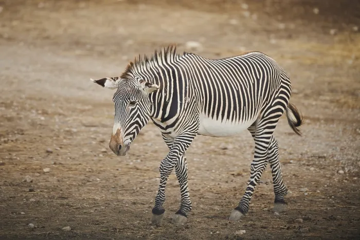 Framed Print : Plains zebra (Equus quagga) walking in the dessert