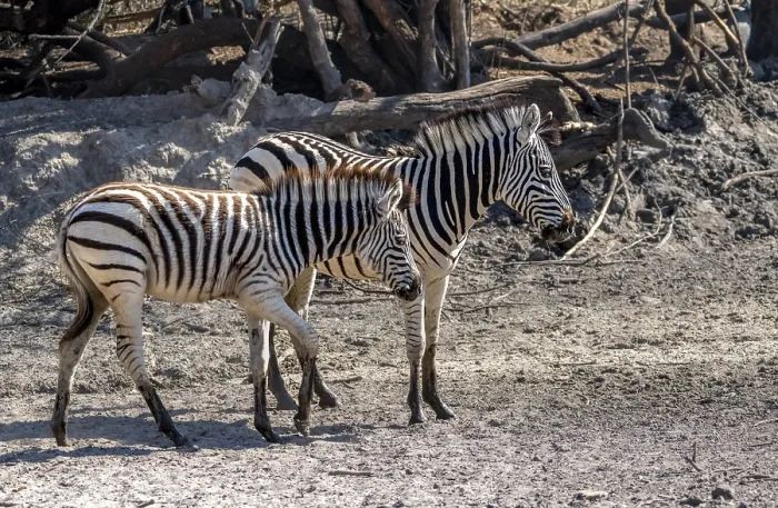 Framed Print : Plains zebra (Equus quagga), two zebras
