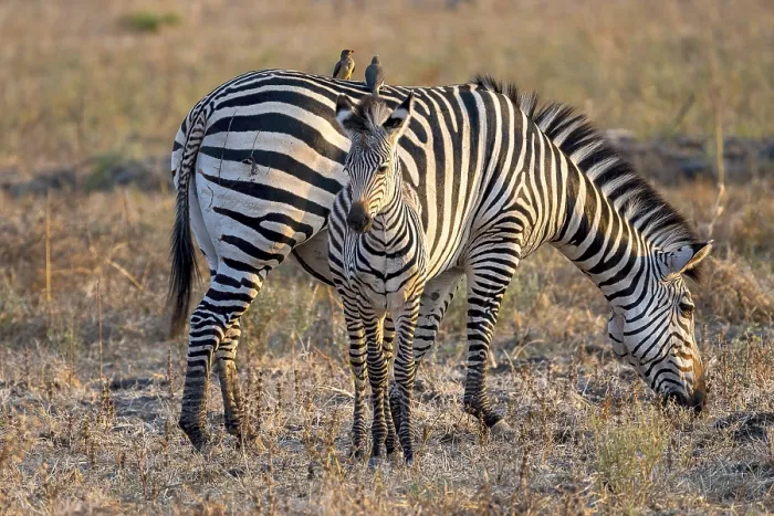 Framed Print : Plains Zebra of the subspecies crawshay's zebra (Equus quagga crawshayi)