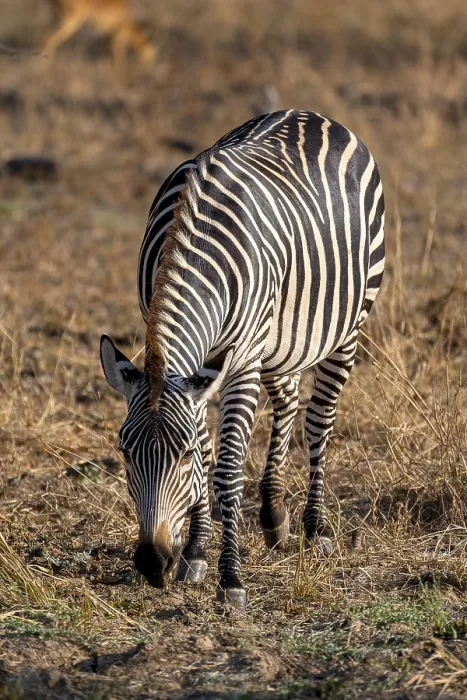 Framed Print : Plains Zebra of the subspecies crawshay's zebra (Equus quagga crawshayi)