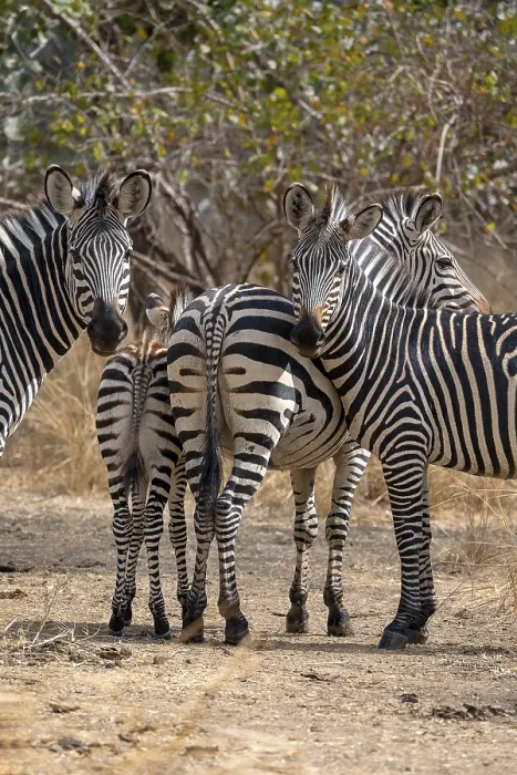 Framed Print : Plains Zebra of the subspecies crawshay's zebra (Equus quagga crawshayi)