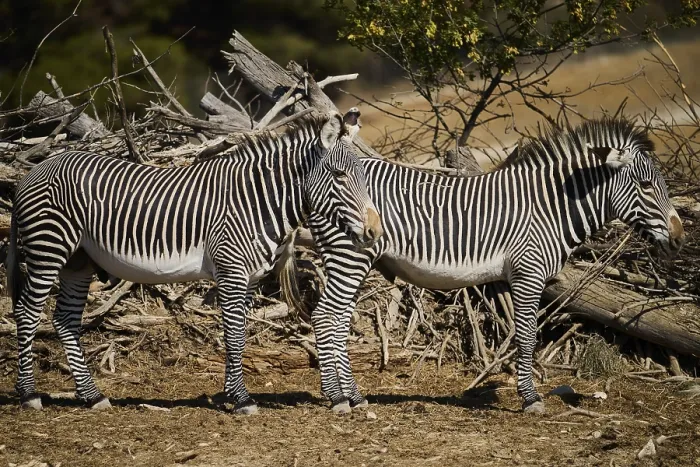 Framed Print : Plains zebras (Equus quagga) standing on the ground