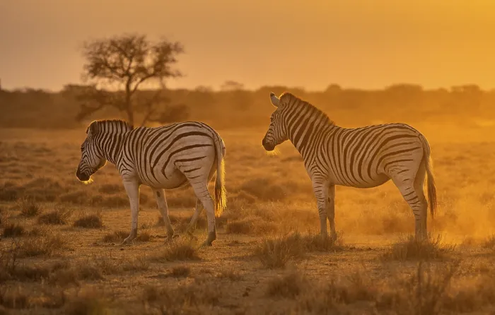 Framed Print : Plains zebras (Equus quagga), two zebras in dry grass