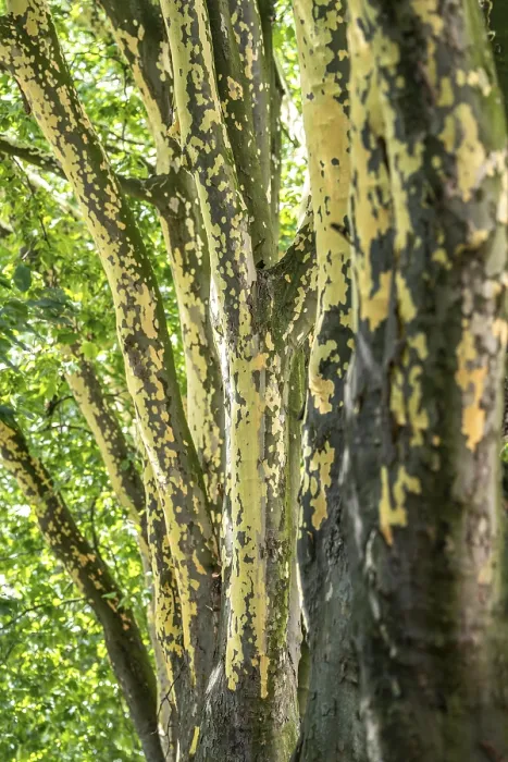 Framed Print : Plane trees, Platanus x acerifolia Framed Print : Plane trees, Platanus x acerifolia