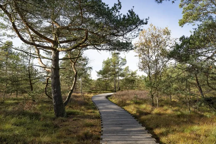 Framed Print : Plank path through the Black Moor
