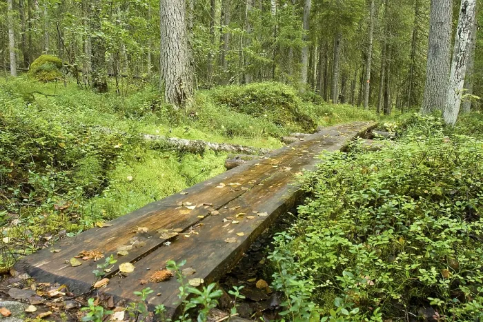 Framed Print : Planks leading through the forest