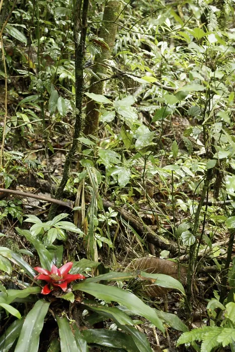 Framed Print : Plant, Bromelia, Serra do Mar State park