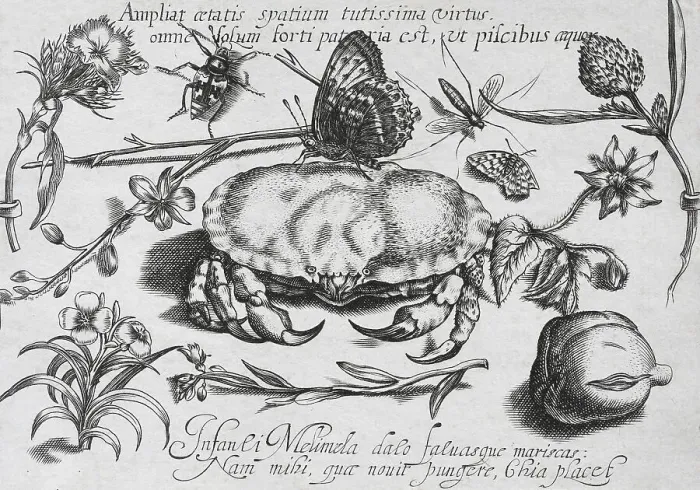 Framed Print : Plant and insect still life with crab