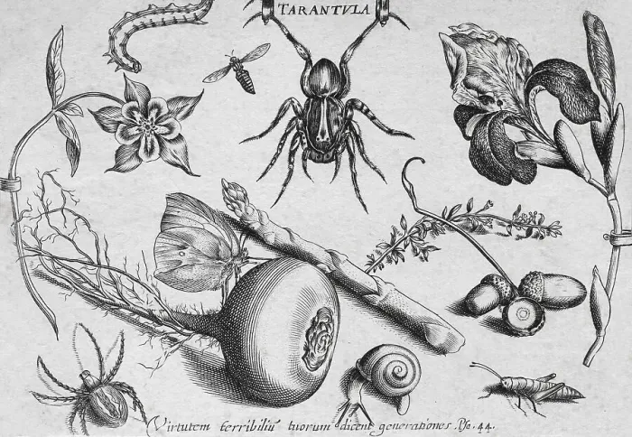 Framed Print : Plant and insect still life with tarantula