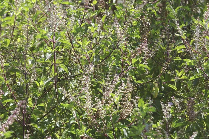 Framed Print : Plant, Tulsi or Holy Basil Ocimum sanctum