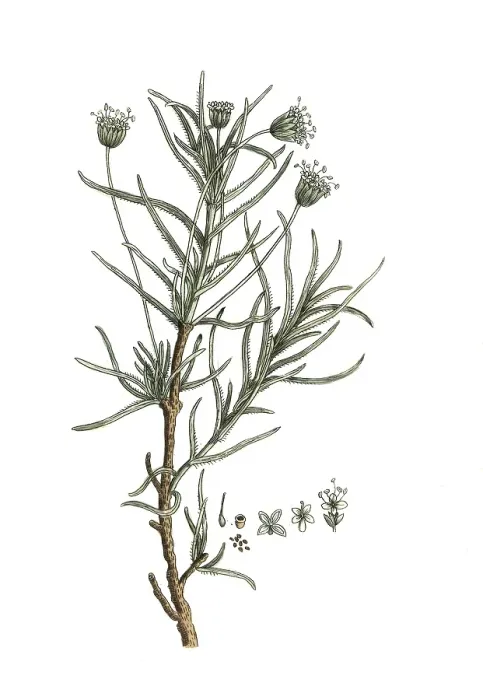 Framed Print : Plantago cynops, digital reproduction of a historical original