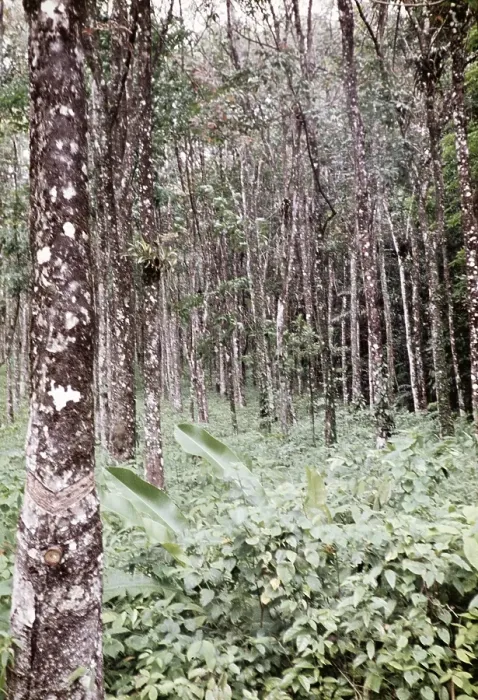 Framed Print : Planting of rubber trees (Hevea brasiliensis), Trinidad around 1962